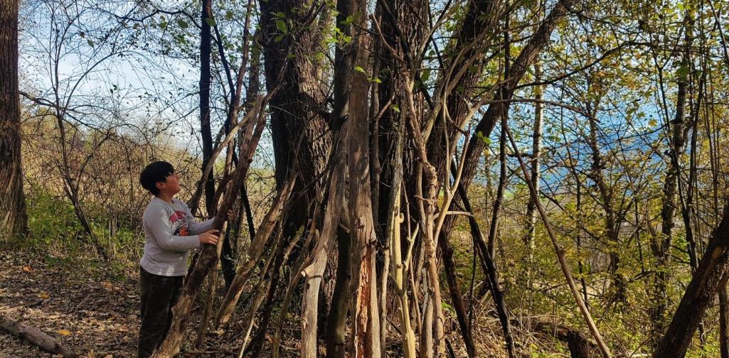 HÄUSER IM WALD BAUEN